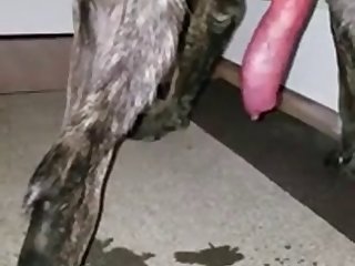 Зоопорно Аниме