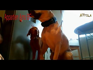 Aiden Aspen Dog Animal Porn